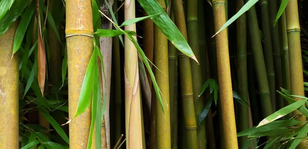 Bamboo is a Sustainable Building Material