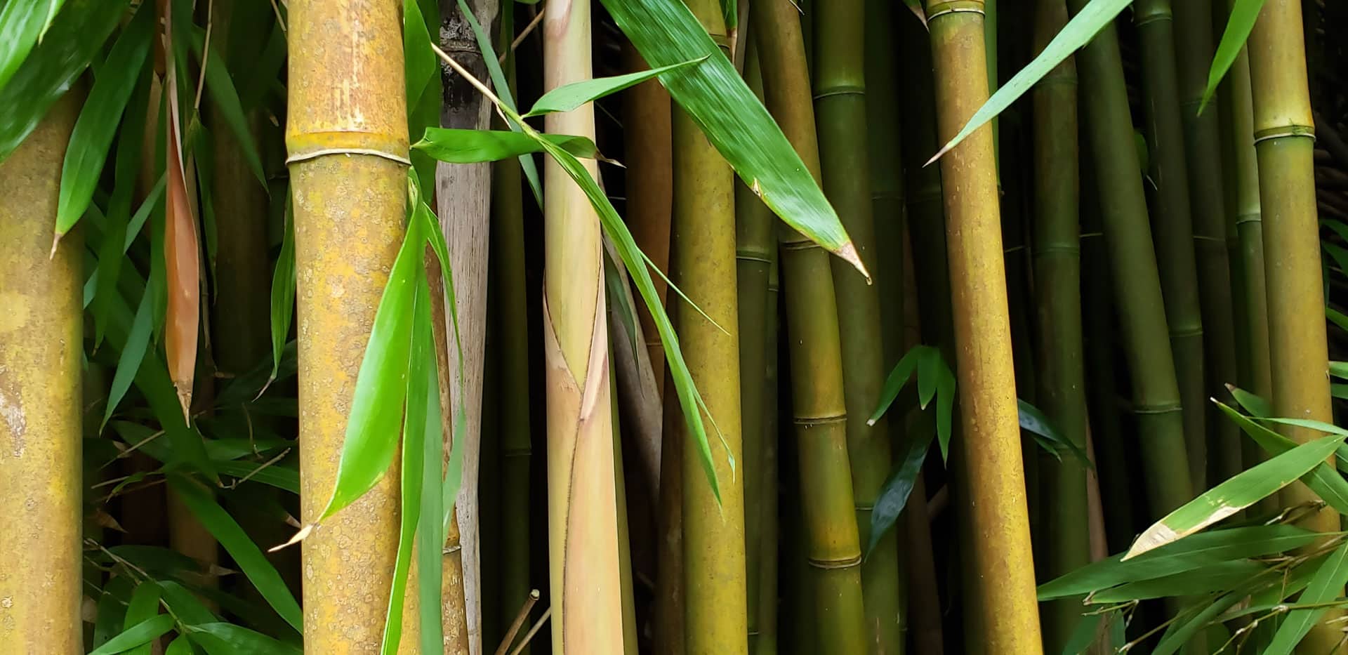 Bamboo is a Sustainable Building Material